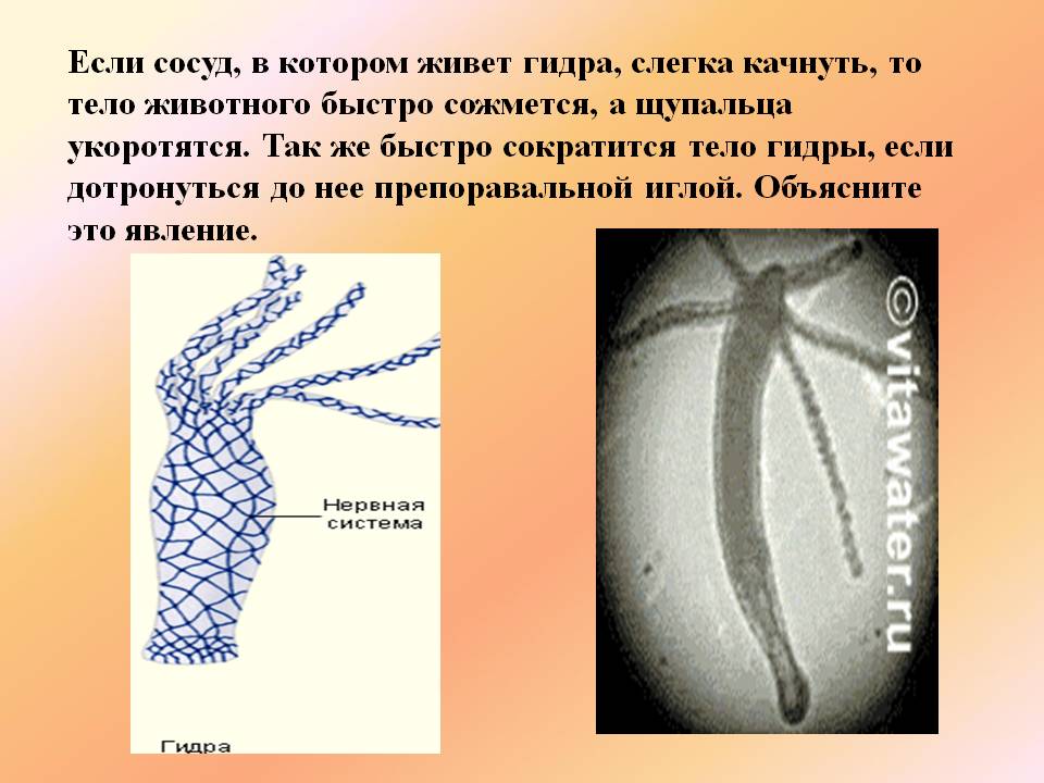 Кракен тор gigageek ru